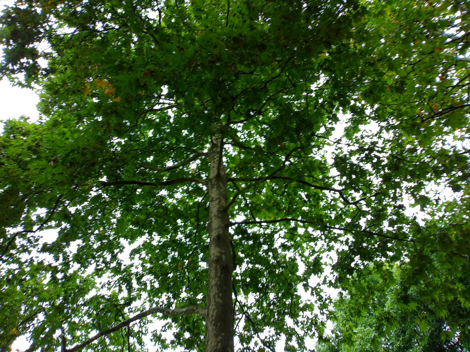 Kiekcam-foto van een boomkroon van onderaf